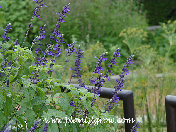 Salvia Indigo Spires(Salvia farinacea x longispicata)